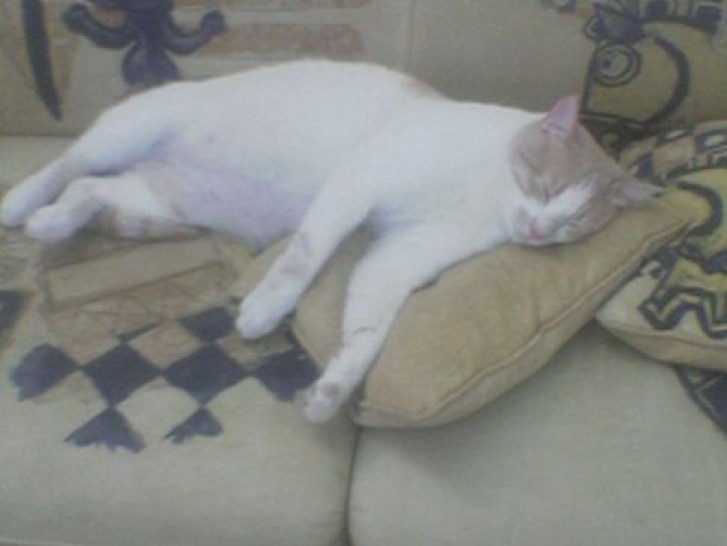 Picture of a cat / kitten / feline