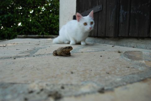 Picture of a cat / kitten / feline