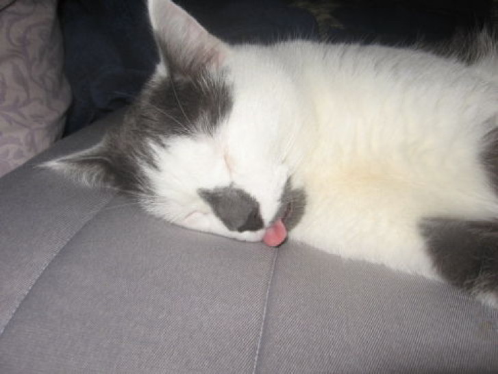 Picture of a cat / kitten / feline