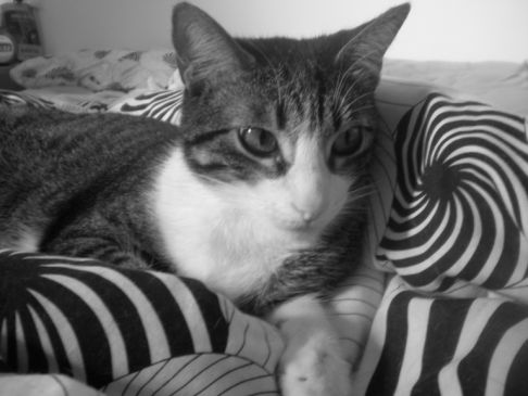 Picture of a cat / kitten / feline