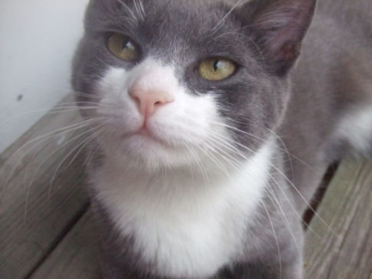 Picture of a cat / kitten / feline