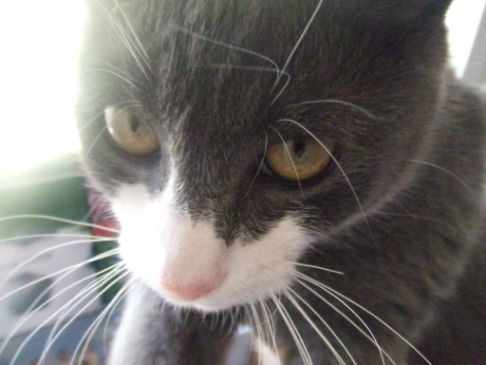 Picture of a cat / kitten / feline