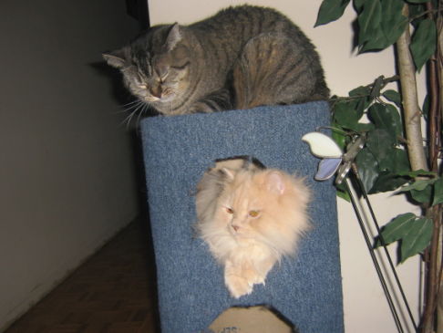 Picture of a cat / kitten / feline