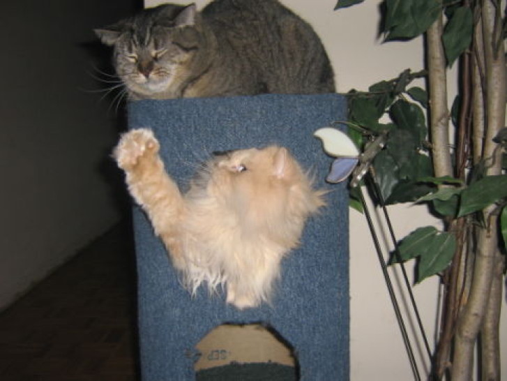 Picture of a cat / kitten / feline