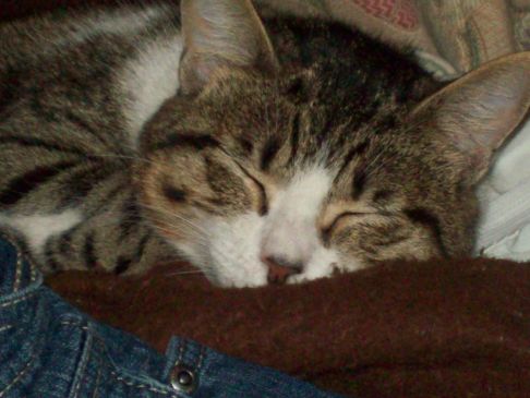 Picture of a cat / kitten / feline