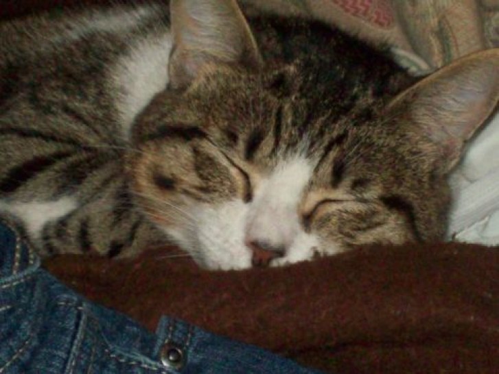 Picture of a cat / kitten / feline