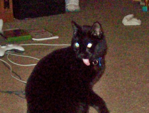 Picture of a cat / kitten / feline