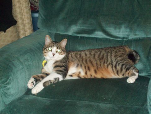 Picture of a cat / kitten / feline