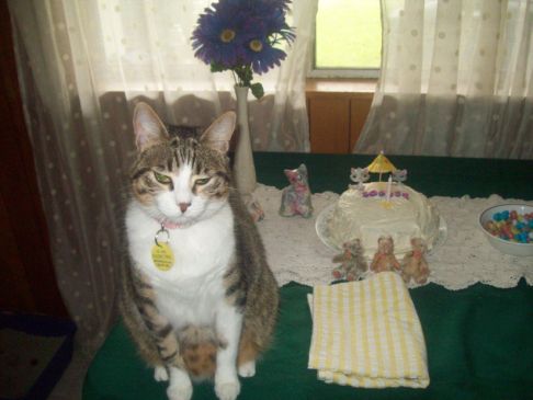 Picture of a cat / kitten / feline