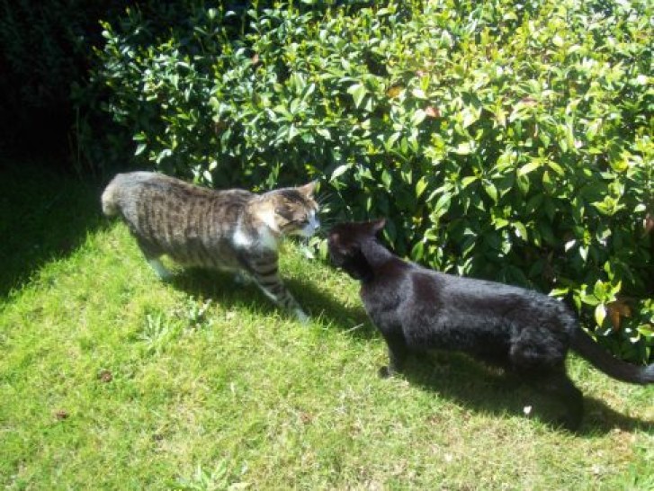 Picture of a cat / kitten / feline