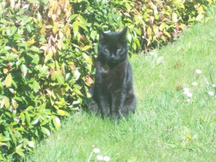 Picture of a cat / kitten / feline