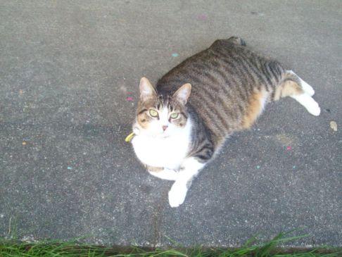 Picture of a cat / kitten / feline