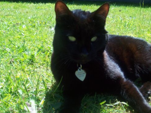 Picture of a cat / kitten / feline