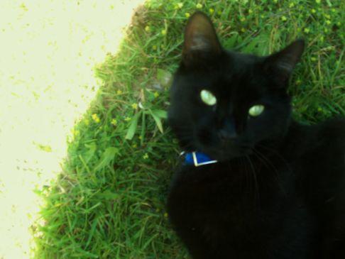 Picture of a cat / kitten / feline