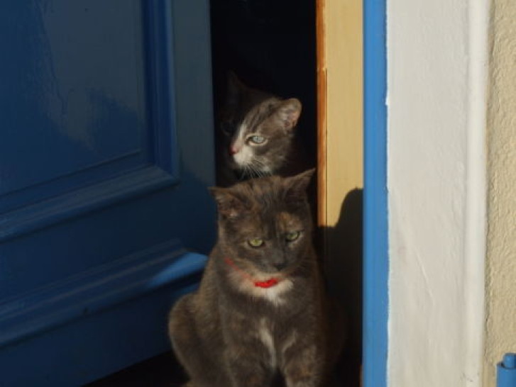 Picture of a cat / kitten / feline