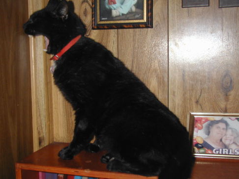 Picture of a cat / kitten / feline