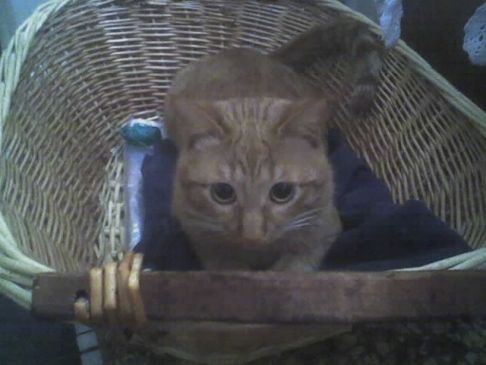 Picture of a cat / kitten / feline