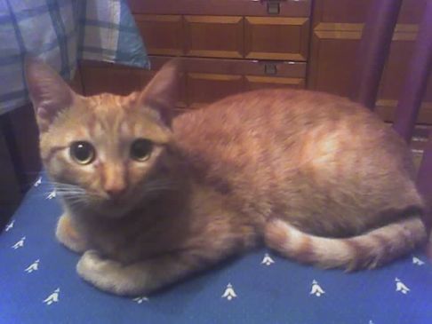 Picture of a cat / kitten / feline