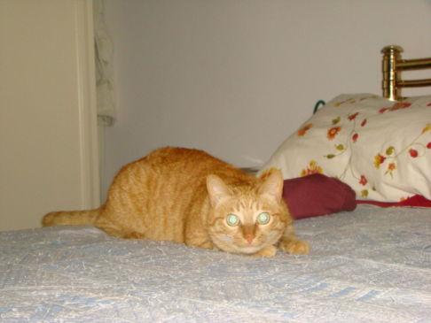 Picture of a cat / kitten / feline