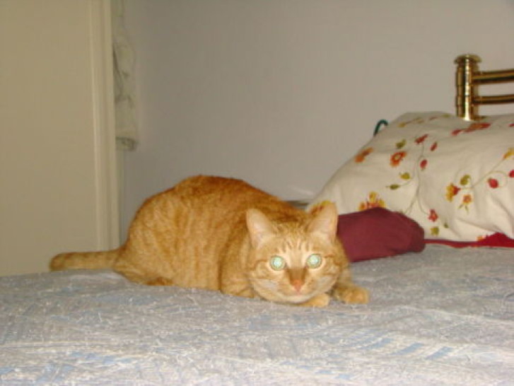 Picture of a cat / kitten / feline