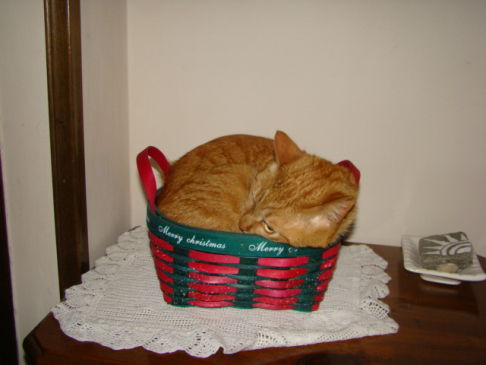 Picture of a cat / kitten / feline