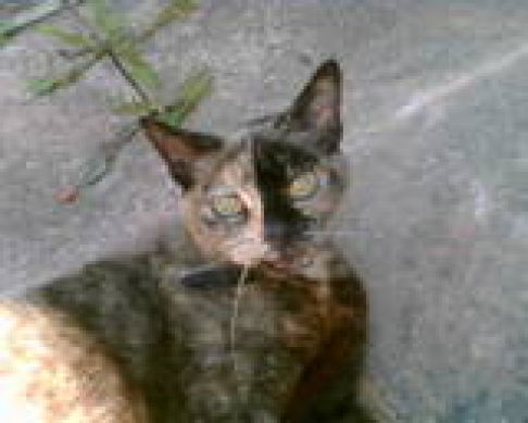 Picture of a cat / kitten / feline