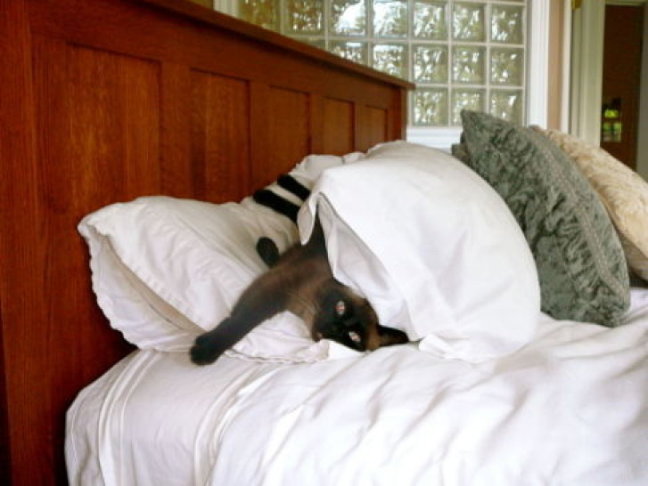 Picture of a cat / kitten / feline