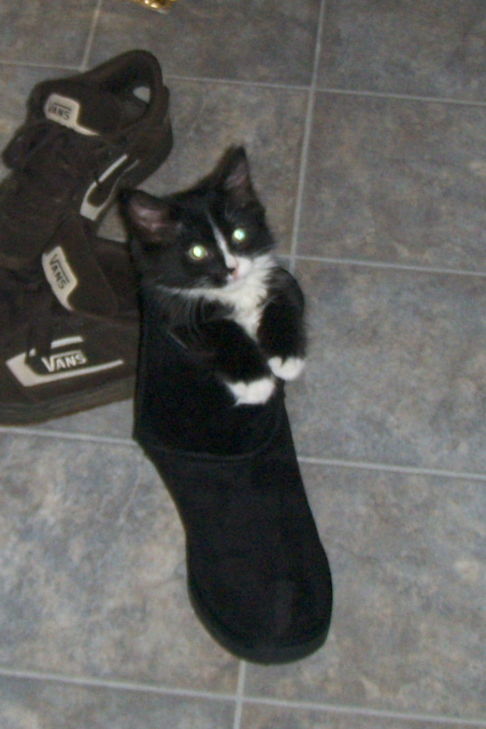 Picture of a cat / kitten / feline