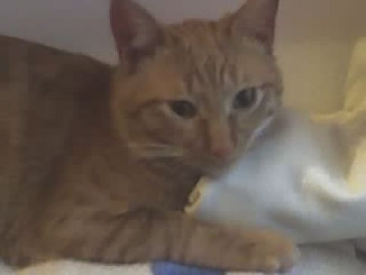 Picture of a cat / kitten / feline