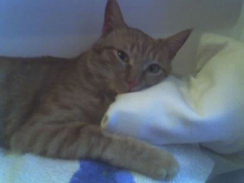 Picture of a cat / kitten / feline