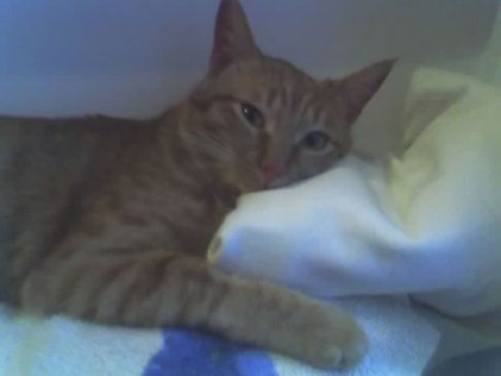 Picture of a cat / kitten / feline