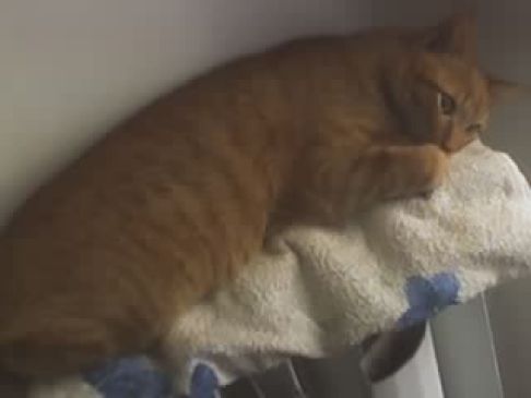 Picture of a cat / kitten / feline