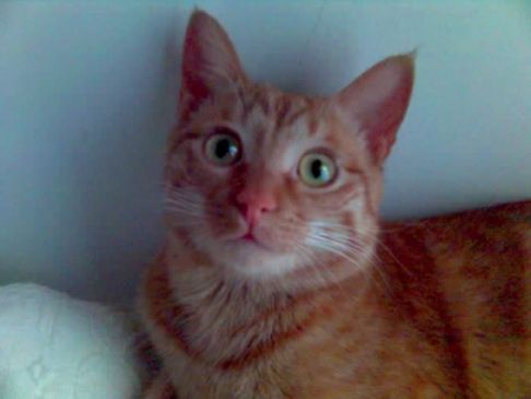 Picture of a cat / kitten / feline