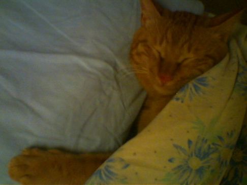 Picture of a cat / kitten / feline