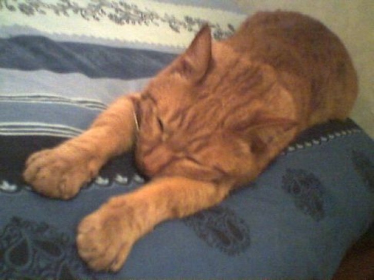 Picture of a cat / kitten / feline