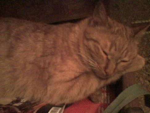 Picture of a cat / kitten / feline