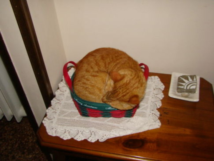 Picture of a cat / kitten / feline