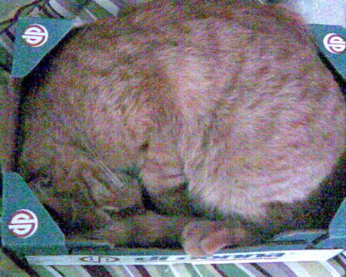 Picture of a cat / kitten / feline