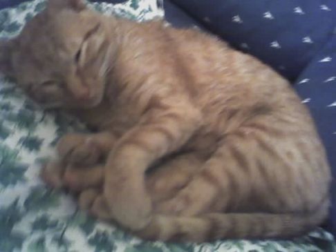 Picture of a cat / kitten / feline