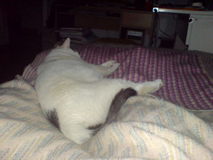 Picture of a cat / kitten / feline