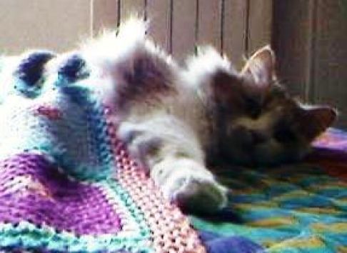 Picture of a cat / kitten / feline