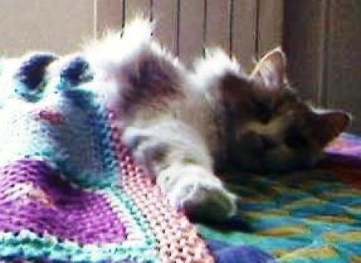 Picture of a cat / kitten / feline