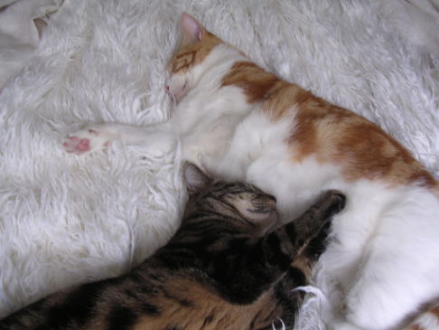 Picture of a cat / kitten / feline