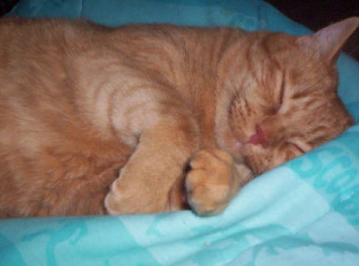 Picture of a cat / kitten / feline