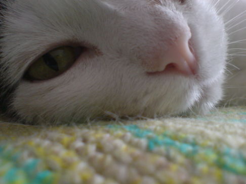 Picture of a cat / kitten / feline