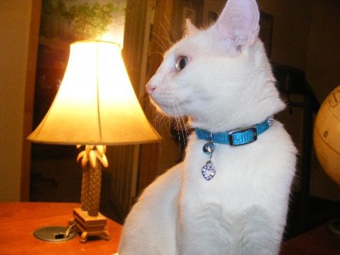 Picture of a cat / kitten / feline