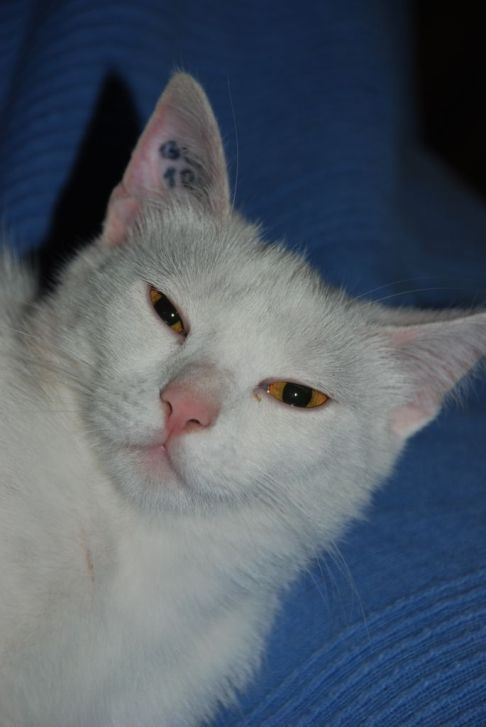 Picture of a cat / kitten / feline