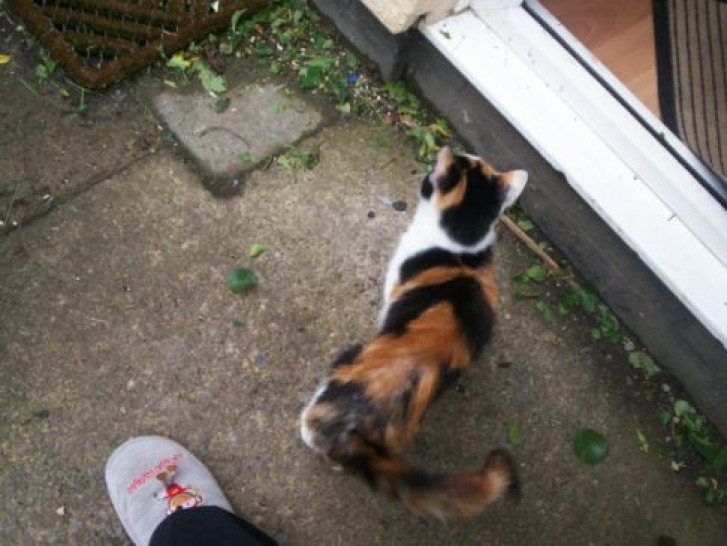 Picture of a cat / kitten / feline