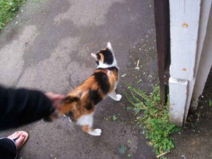 Picture of a cat / kitten / feline