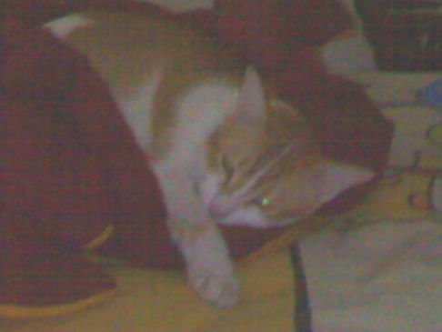 Picture of a cat / kitten / feline